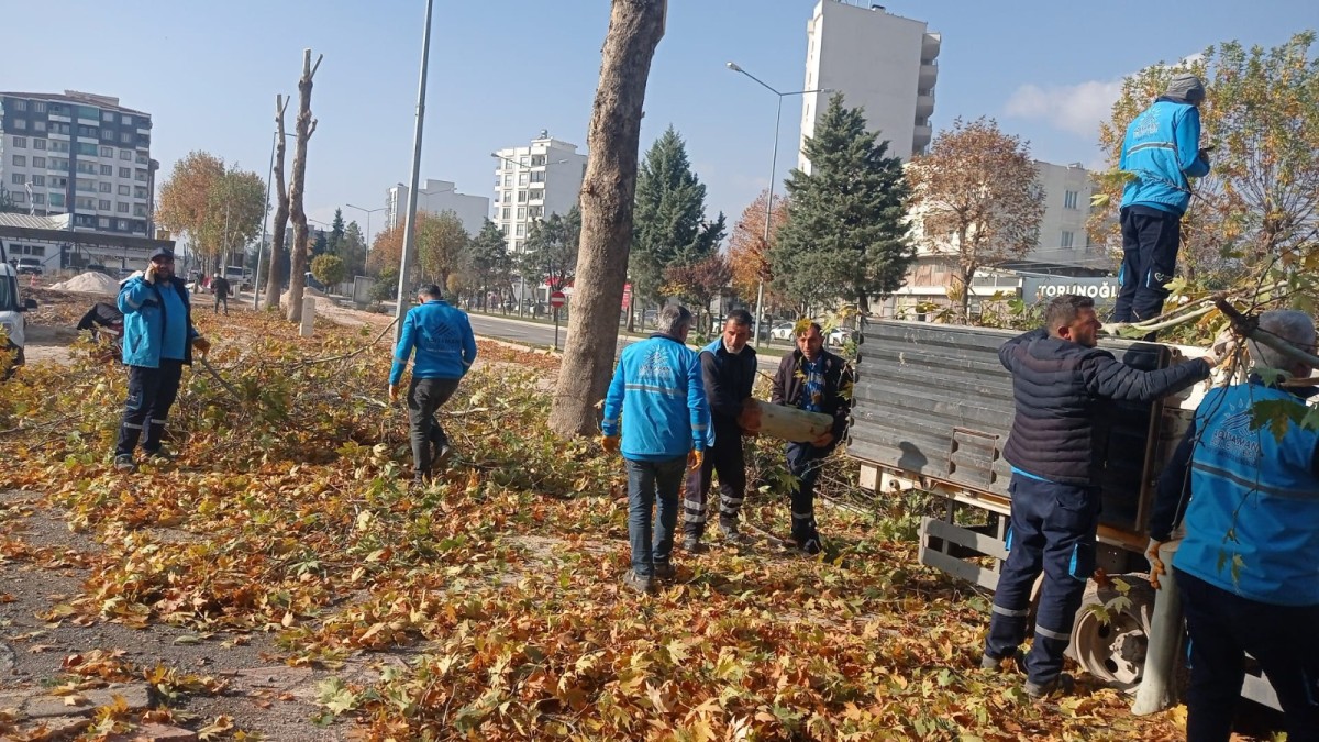 Yaşlı ve kırılma tehlikesine karşı ağaçlarda yüksek budama yapılıyor